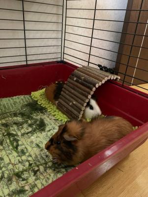 Игрушка для грызунов Мост деревянный средний 25х12 см – фото 15