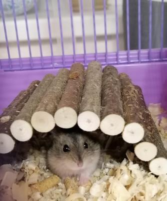 Игрушка для грызунов Мост деревянный средний 25х12 см – фото 16