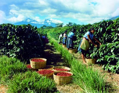 Fine кофе молотый, 250 г – фото 5