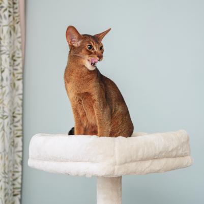 Дом-когтеточка (45х40х134,5 см) для кошек – фото 5