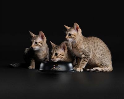 Сухой корм для котят "Junior" с курицей (400 г + 400 г в подарок) – фото 14