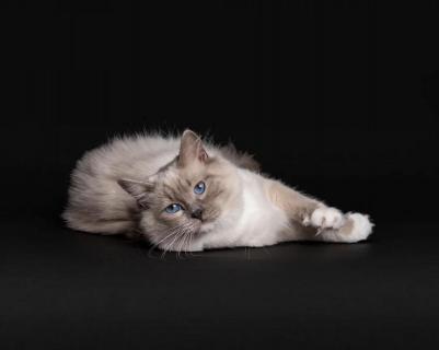 Сухой корм Nature Elementsдля взрослых стерилизованных кошек и кастрированных котов, с высоким содержанием курицы, 1.4 кг – фото 12