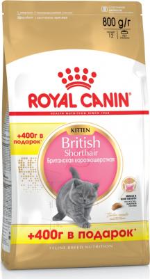 British Shorthair Kitten для котят британской короткошерстной породы 3182550816526 – фото 7