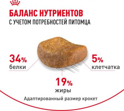 Сухой корм Adult British Shorthair для кошек британской короткошерстной породы 10 кг – фото 20
