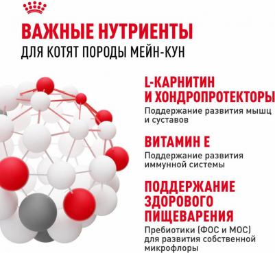 Сухой корм Kitten Maine Coon для котят породы мейн-кун от 3 до 15 мес 2 кг – фото 6