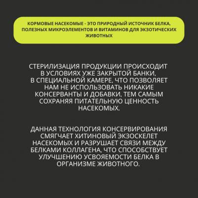 Мучной червь консервированный 40г – фото 6