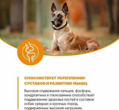 Сухой корм Active Dog Medium & Maxi Индейка для собак средних и крупных пород c повышенным уровнем физической активности 2кг – фото 4