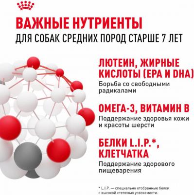 Корм для собак Size Medium Adult 7+ для средних пород от 7 до 10 лет сух. 4кг – фото 19