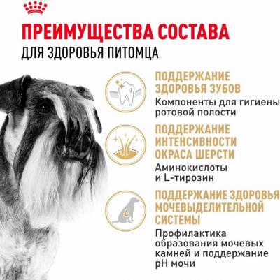 Miniature Schnauzer Adult для собак породы миниатюрный шнауцер – фото 18