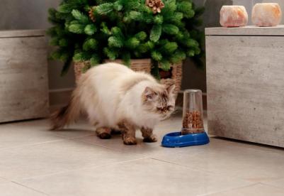 Диспенсер для воды и корма Azimut с дозатором, для кошек и собак 0,6л – фото 1