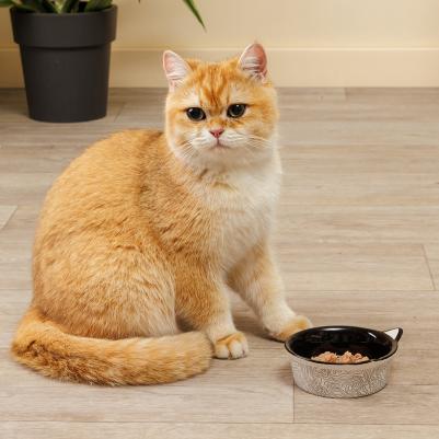 Миска керамическая с ушками для кошек и собак, 200 мл, 11x4,5 см, черная – фото 1