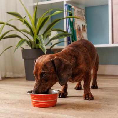 Миска металлическая для собак и кошек, 200 мл, с полосками – фото 1