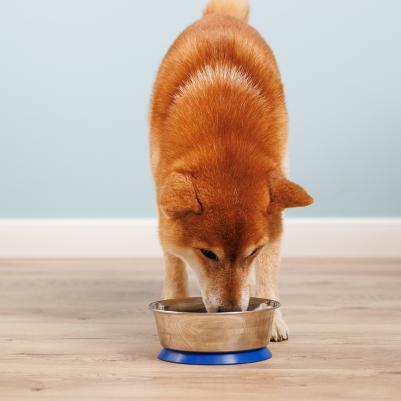 Миска металлическая с прорезиненным дном для собак, 800 мл, диаметр 17 см – фото 1