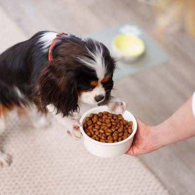 Миска Вкусняшки фарфор 450мл, белая – фото 1