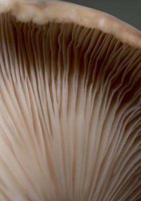 Крем-Антистресс с Экстрактом Грибов Cleanformance Stress Defense Mushroom Cream – фото 3