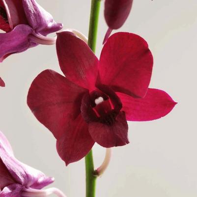 Supreme Jeunesse Омолаживающая сыворотка с экстрактом орхидеи и магнолии 30мл – фото 2