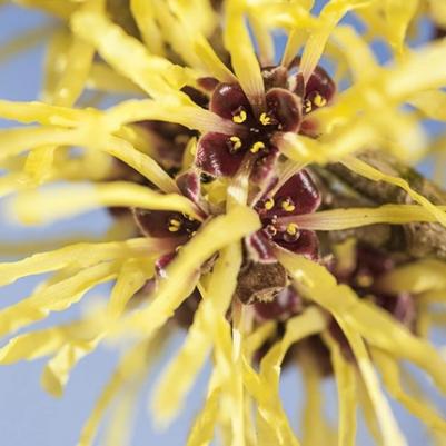 Средство 2 в 1 Освежающее Очищающее, 100 мл – фото 11