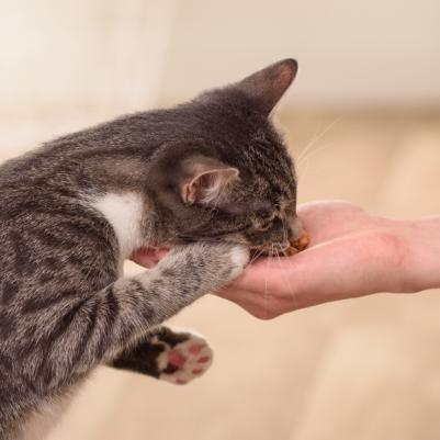 Лакомство для кошек подушечки, курица, тунец, 4 шт, 40 г 4901133625893 – фото 4