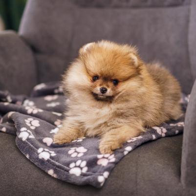 Плед лапки розовые 75х50 см 4680368252868 – фото 3