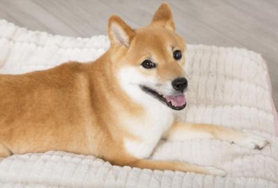 Матрас для собак Ellen розовый 100*70cм (Великобритания) – фото 10