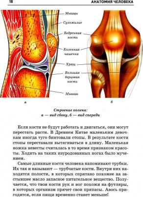 Афонькин Сергей Юрьевич. Анатомия человека – фото 1