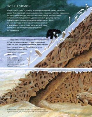 Арноски Джим. Дикий холод. Как животные выживают в самых холодных частях земли – фото 2