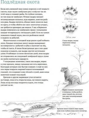 Арноски Джим. Дикий холод. Как животные выживают в самых холодных частях земли – фото 6
