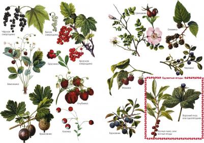 Астахова Наталия. Ладушки. Энциклопедия детского фольклора – фото 3