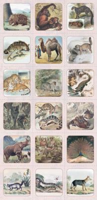 Астахова Наталия. Животный мир Южной Азии. Красивые звери – фото 4