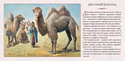 Астахова Наталия. Животный мир Южной Азии. Красивые звери – фото 8