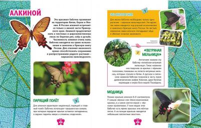 Бабочки. Детская энциклопедия – фото 4