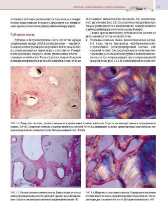 Барон Антонио, Нанмарк Ульф. Регенеративные технологии в стоматологии: Научно-практическое руководство – фото 12