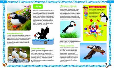 Большая о птицах. Иллюстрированная энциклопедия – фото 4