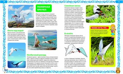 Большая о птицах. Иллюстрированная энциклопедия – фото 13