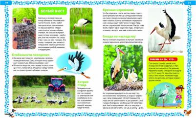 Большая о птицах. Иллюстрированная энциклопедия – фото 14