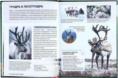 Детская энциклопедия Животные России – фото 1
