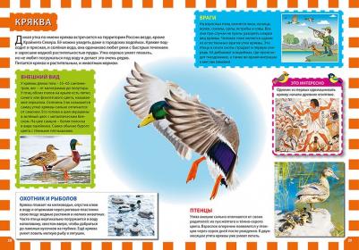 Энциклопедия птиц России для детей Феданова Ю – фото 1
