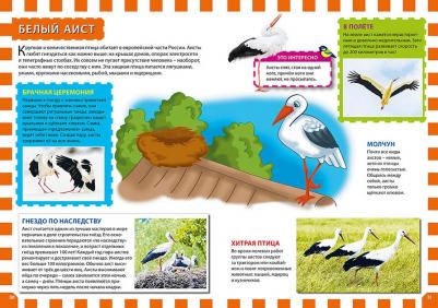 Энциклопедия птиц России для детей Феданова Ю – фото 2