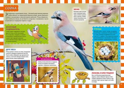 Энциклопедия птиц России для детей Феданова Ю – фото 8