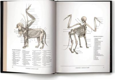Хадспет Эрик. Воскреситель, или Анатомия фантастических существ: Утерянный труд доктора Спенсера Блэка – фото 4