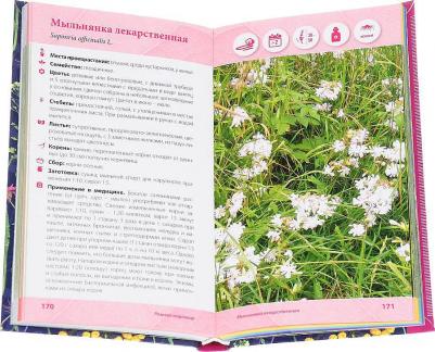 Ильина Татьяна Александровна. Лечебные травы. Иллюстрированный справочник-определитель – фото 9
