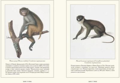 Иванов С. Обезьяны – фото 1