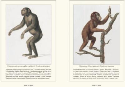 Иванов С. Обезьяны – фото 4