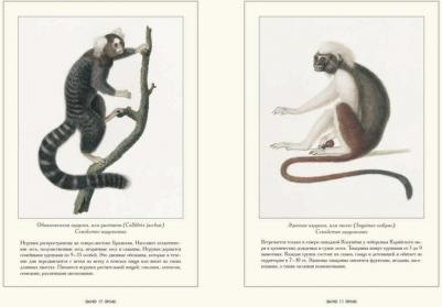 Иванов С. Обезьяны – фото 6