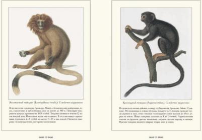 Иванов С. Обезьяны – фото 7