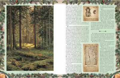 Кайгородов Дмитрий Никифорович. Беседы о русском лесе – фото 6