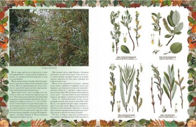 Кайгородов Дмитрий Никифорович. Беседы о русском лесе – фото 10