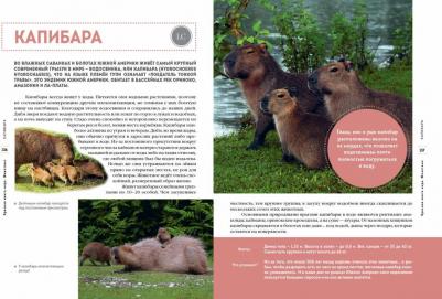 Климов Василий Владимирович. Красная мира. Животные – фото 3