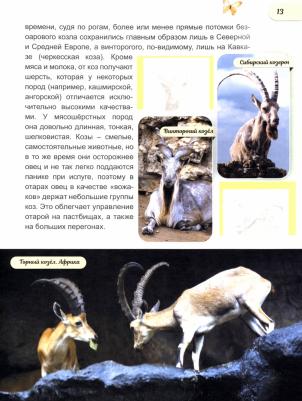 Климов Василий. Животные от диких к домашним – фото 2