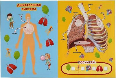 Книжка А4 энциклопедия с развивающими заданиями твердый переплет Тело человека УМка – фото 9